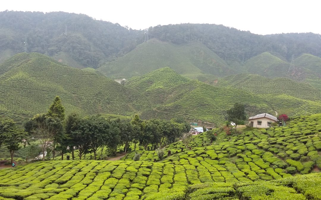 El arte del cultivo y fabricación de té