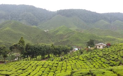 El arte del cultivo y fabricación de té